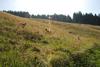 2009-08-15_ntb_4466