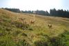 2009-08-15_ntb_4467