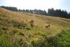 2009-08-15_ntb_4468