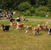 Im Hundewald
