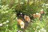 2009-08-15_ntb_4651