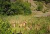 2009-08-15_ntb_4877