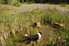 2009-08-15_ntb_4880