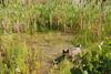 2009-08-15_ntb_4886