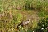 2009-08-15_ntb_4888