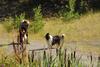 2009-08-15_ntb_4897