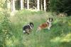 2009-08-15_ntb_4991