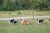 2009-08-15_ntb_5144