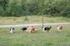 2009-08-15_ntb_5145