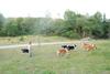 2009-08-15_ntb_5159