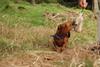2009-09-20_ntb_8742