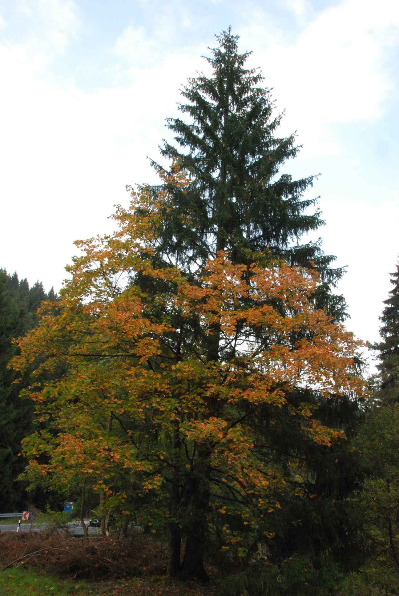 2009-09-20_ntb_8783