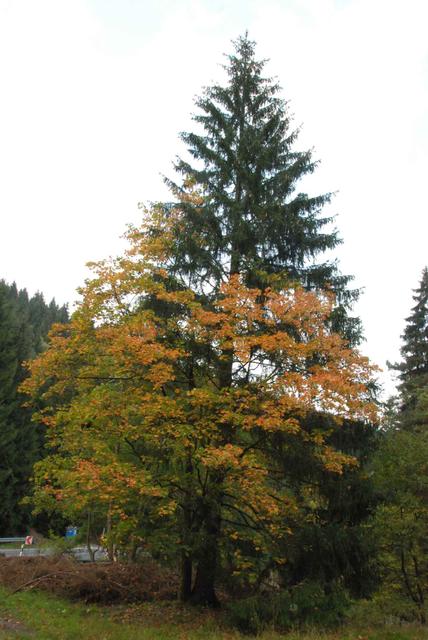 2009-09-20_ntb_8784