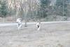 2009-04-02_ntb_5821