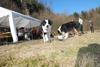 2009-04-03_ntb_5884
