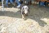 2009-04-03_ntb_5897