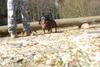 2009-04-03_ntb_5900