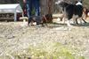 2009-04-03_ntb_5902