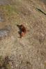 2009-04-03_ntb_5915