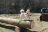 2009-04-03_ntb_5946