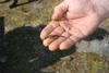 2009-04-03_ntb_5947