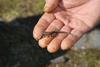 2009-04-03_ntb_5948