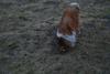 2009-04-03_ntb_5994
