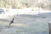 2009-04-03_ntb_5996