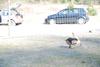 2009-04-03_ntb_5999