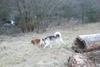 2009-04-03_ntb_6009