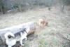 2009-04-03_ntb_6010