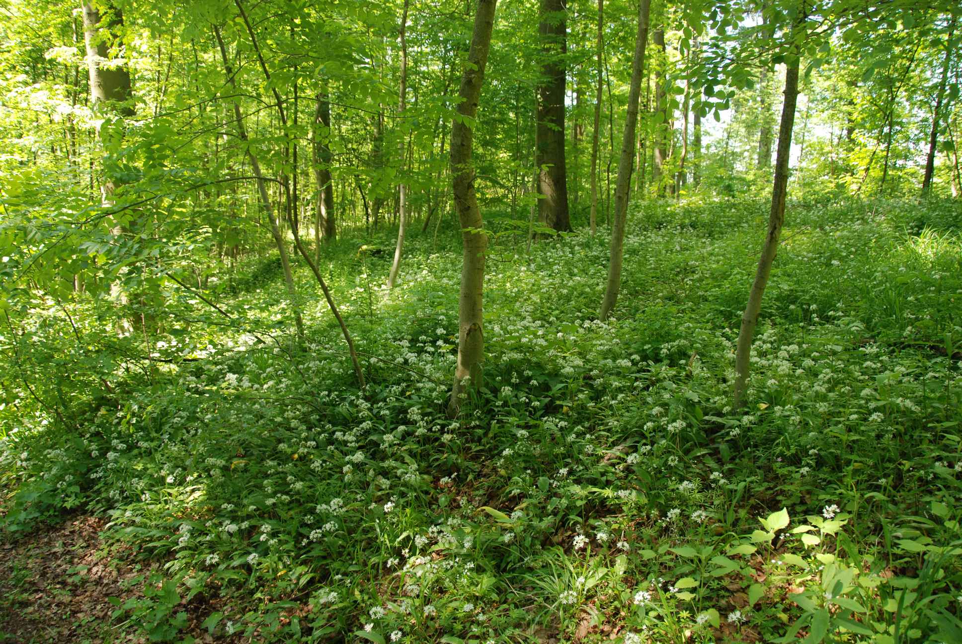 2009-05-24_ntb_1346