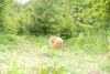 Im Hundewald