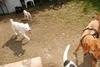 2009-05-24_ntb_1523