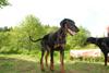 2009-05-24_ntb_1526