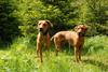 Rhodesian Ridgeback