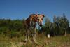 2009-09-20_ntb_8276