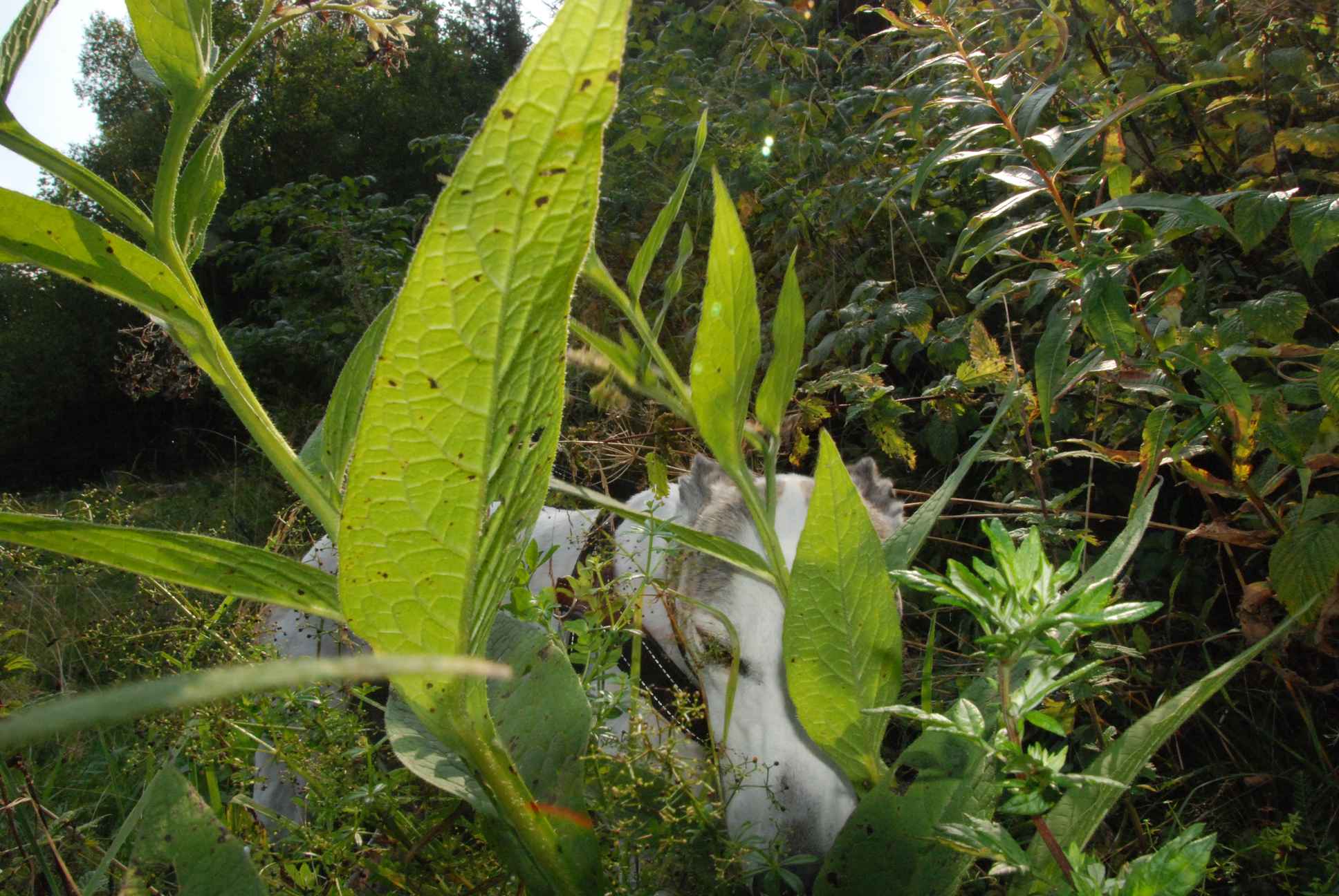 2009-09-20_ntb_8448