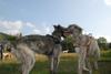 2009-09-20_ntb_8579