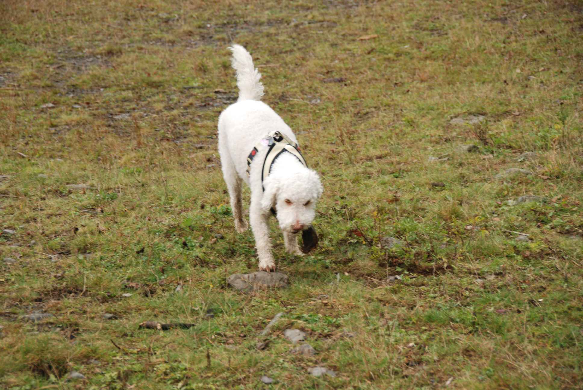 2009-10-04_ntb_0207