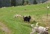 2009-10-03_ntb_9613