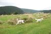 2009-10-03_ntb_9641