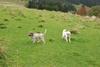2009-10-03_ntb_9691