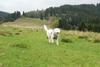 2009-10-03_ntb_9698