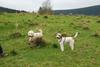 2009-10-03_ntb_9714