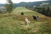 2009-10-03_ntb_9790