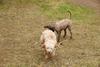 2009-10-03_ntb_0010