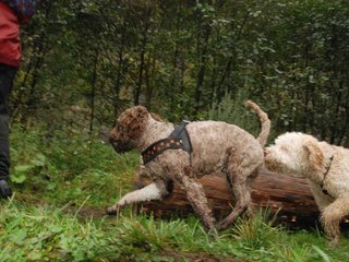 2009-10-03_ntb_9331