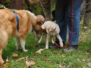 2009-10-03_ntb_9544