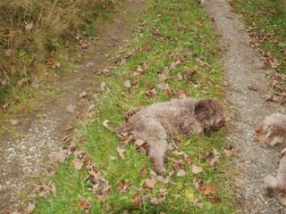 2009-10-03_ntb_9605